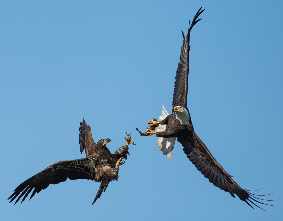 Bald Eagles, Congowingo Dam MD, us