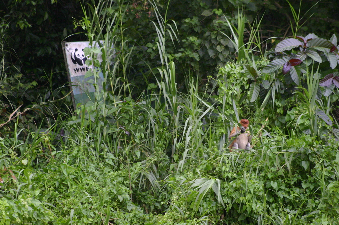 Proboscis Monkey, Sabah, Malaysia - east of Sandakan, Malaysia