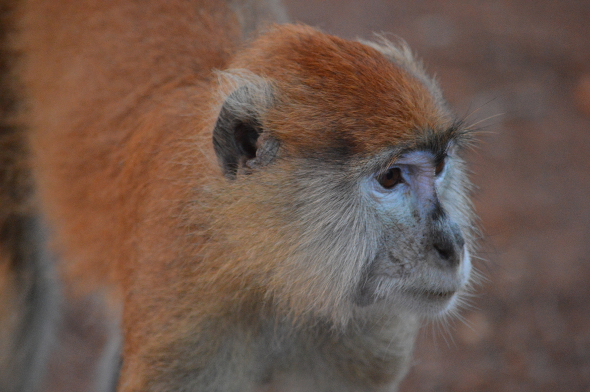 Patas Monkey, Mole National Park, Ghana