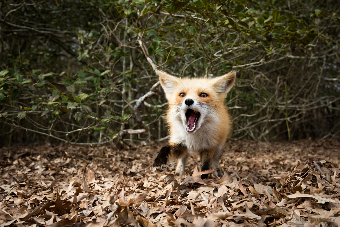 Red Fox , Barnegat, NJ, United States of America 