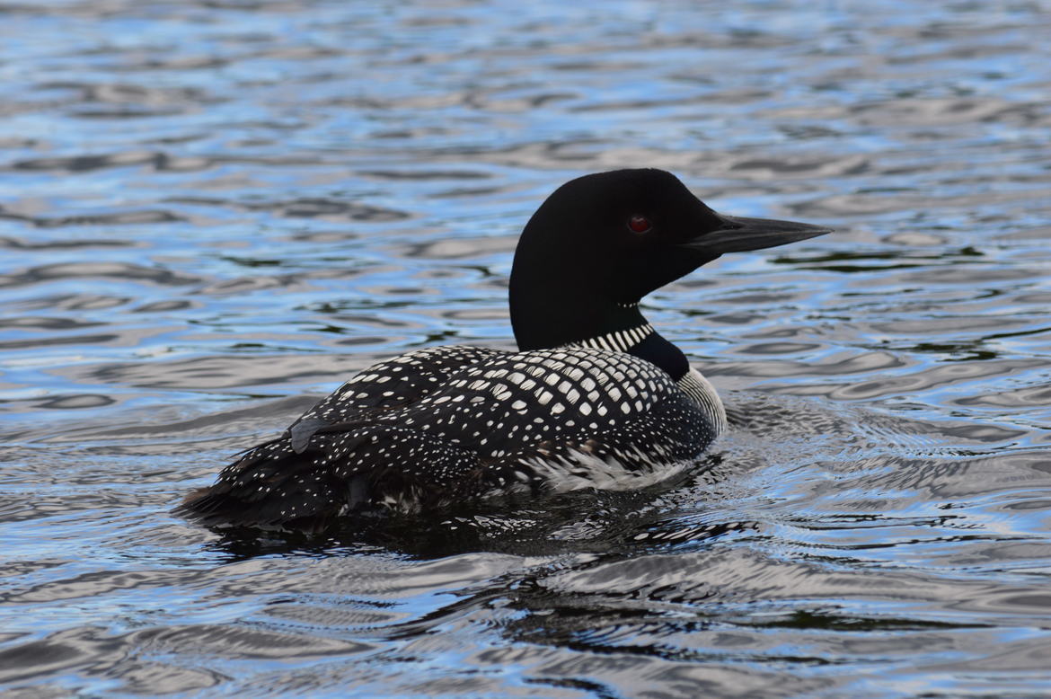 Common Loon, BWCA, USA