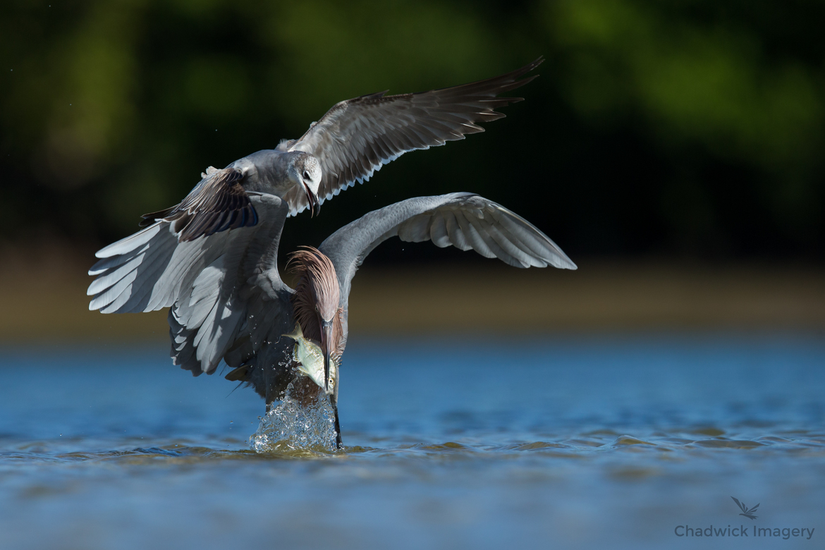 Reddish Egret and Laughing Gull , Fort de Soto, FL, USA