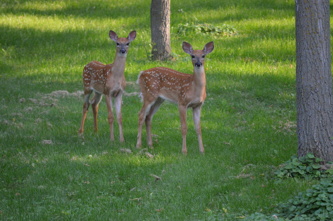 White Tail Deer, Minnesota, USA