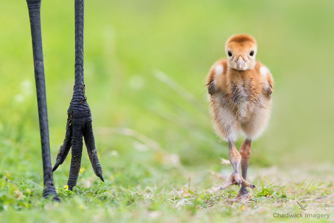 Sandhill Crane , Circle B Bar Reserve, FL, USA