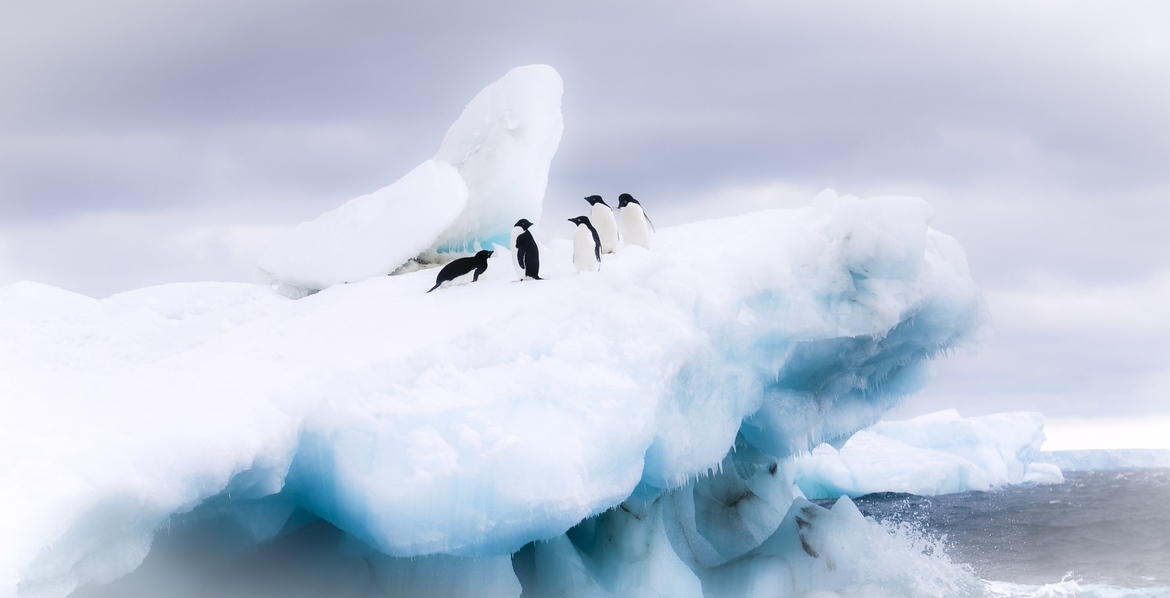 Amelie Penguins, Antarctica, Antarctica