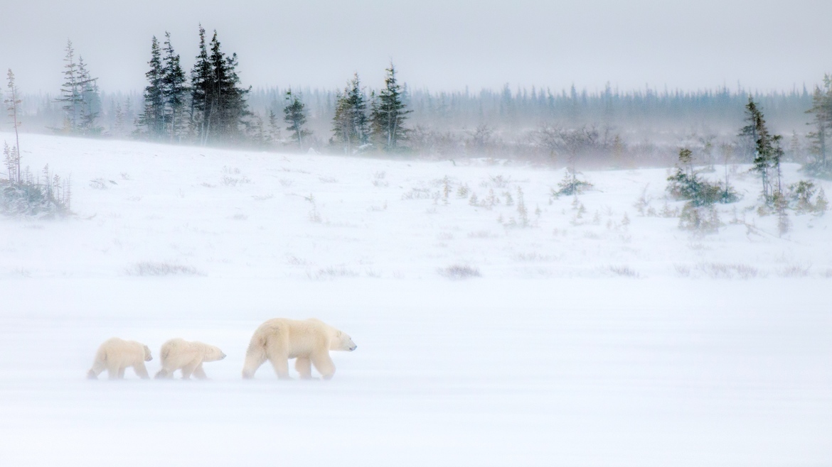 Polar Bears, Churchill, Manitoba, Canada