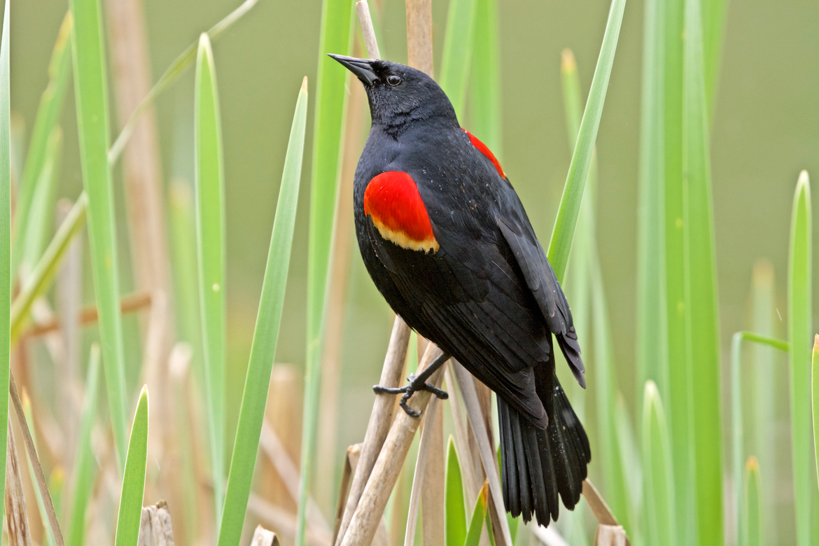 Red-winged Blackbird (male), Jericho Park, Vancouver (British Columbia), Canada