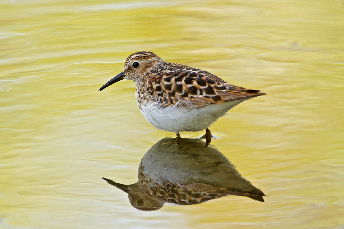 Least Sandpiper, Jericho Park, Vancouver (British Columbia), Canada, Canada
