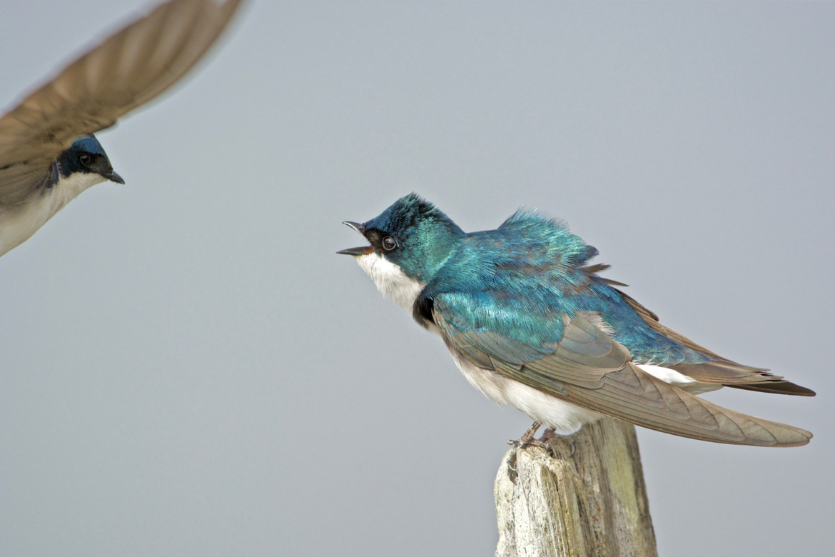 Tree Swallow, George C. Reifel Migratory Bird Sanctuary, Delta, British Columbia, Canada