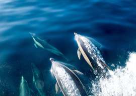 Grid  78g4905 dolphins