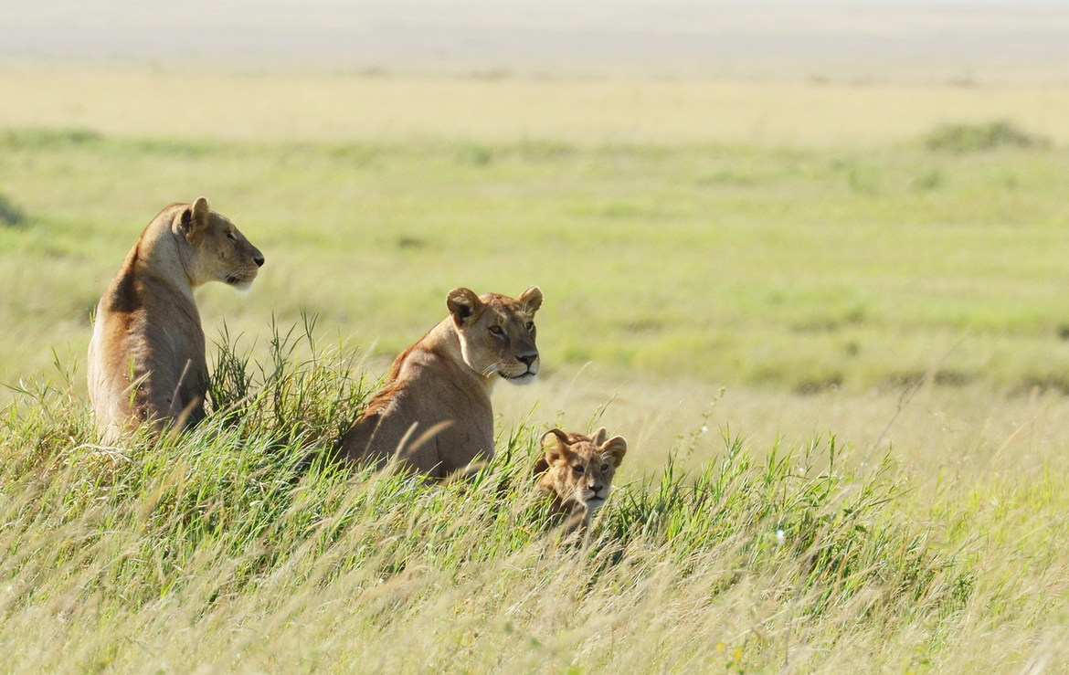 Lions, Serengeti, Tanzania