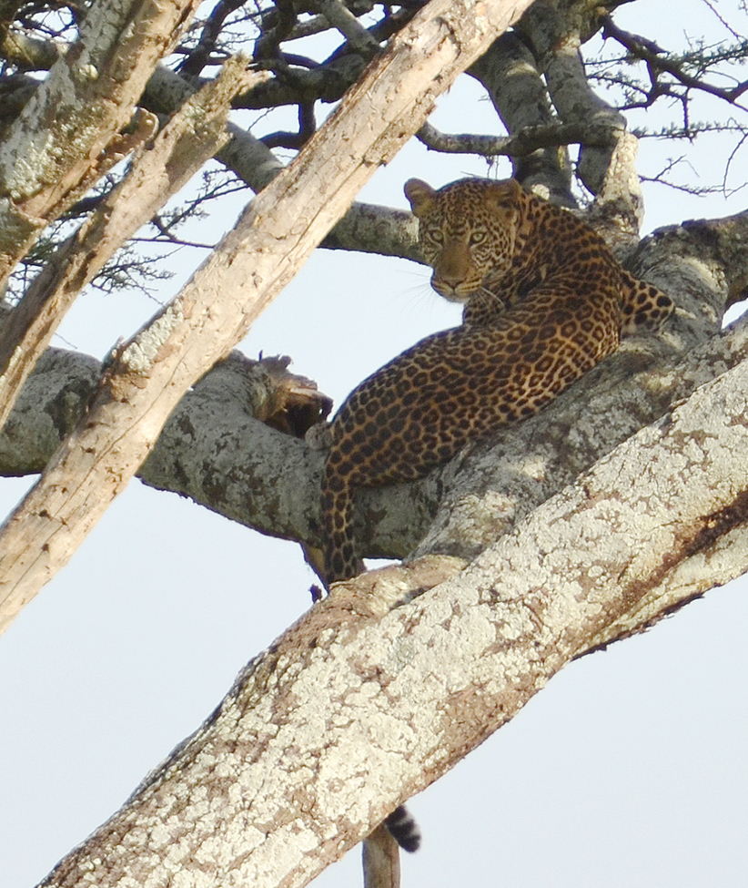 Leopard, Serengeti National Park, Tanzania