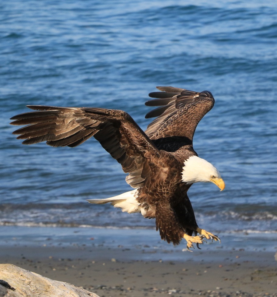 Bald Eagle , Alaska , USA