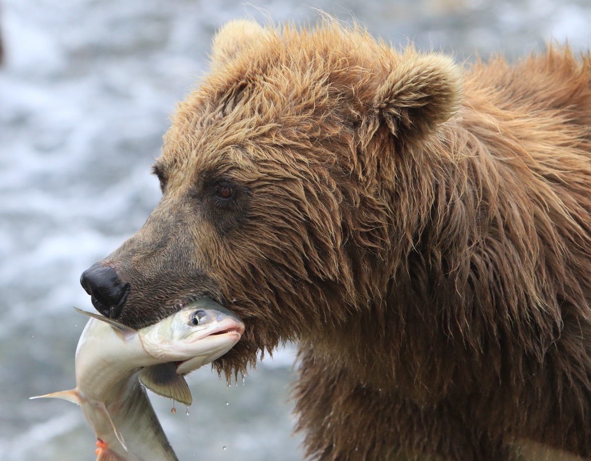 Grizzly Bear , Alaska , USA
