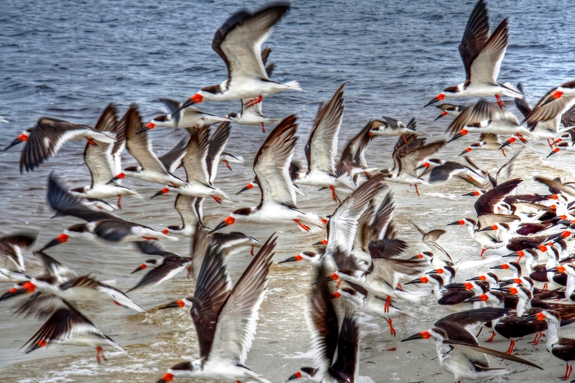 Black Skimmer, Port Charlotte, Florida, United States