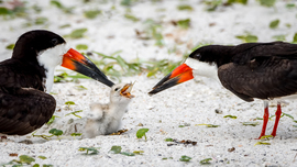 Grid 20160611 skimmer chick 002