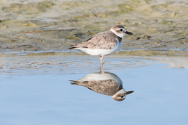 Grid 20160521 semi palmated plover chick 001