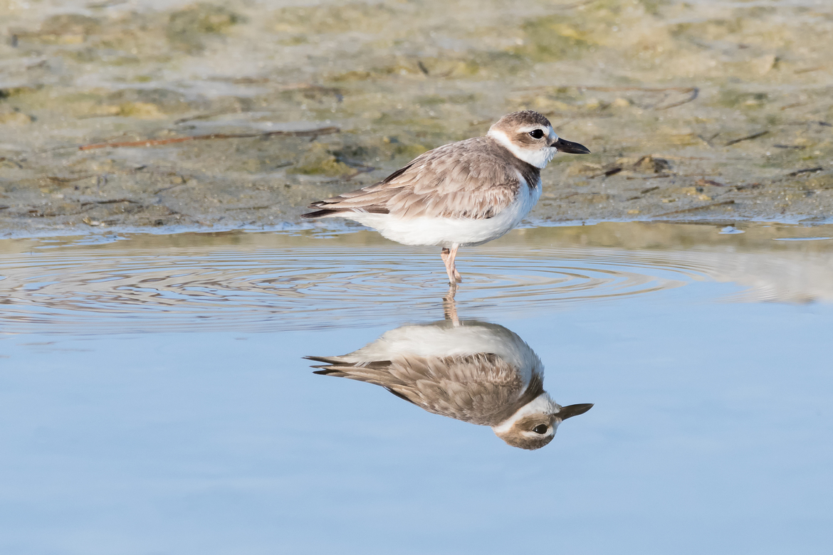 Semi-palmated Plover, Fort DeSoto - North Beach, FL, USA
