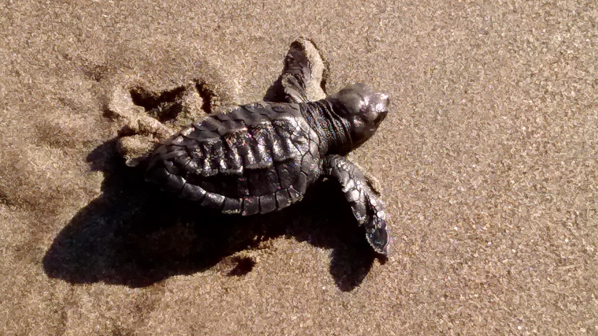 Sea turtle, Las Penitas, Nicaragua, Nicaragua