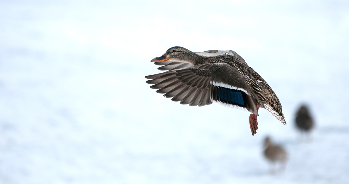 Female Mallard Duck, Port Dover Ontario, Canada
