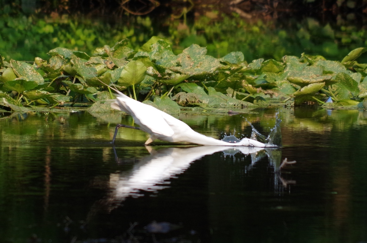 Great white egret, Fairfield, CT, usa