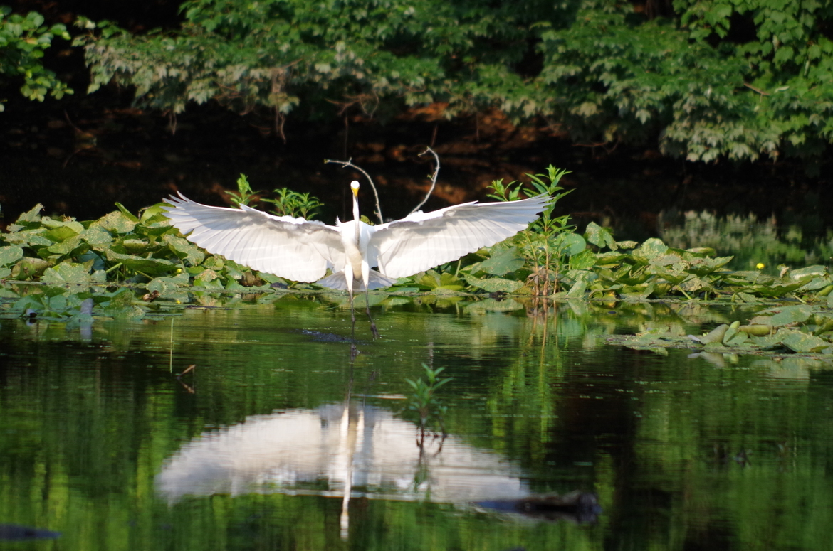 Great white egret, Fairfield, CT, usa