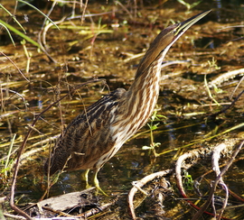 Grid american bittern