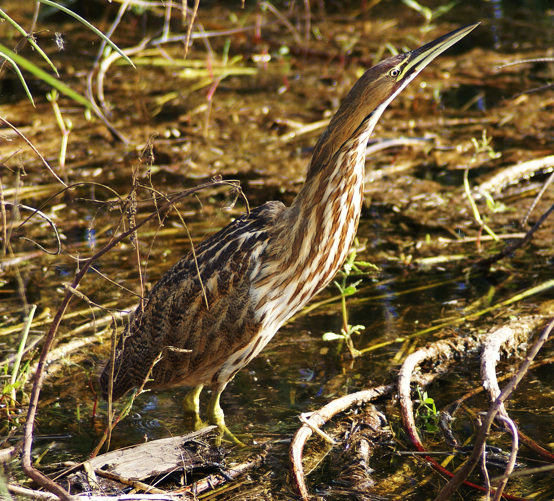 American Bittern, Savannah Wildlife Refuge, United States