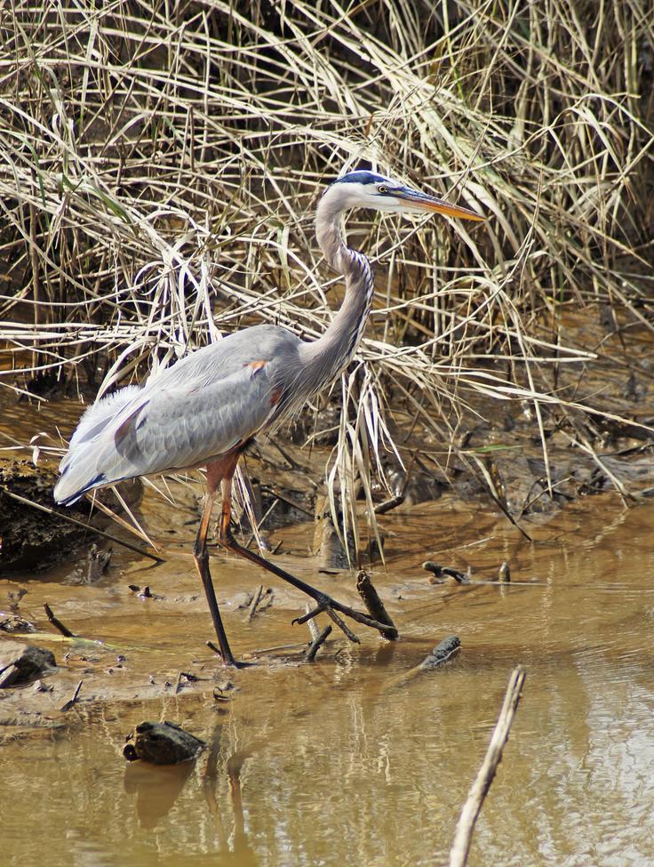 Grey Heron, Savannah Wildlife Refuge, United States