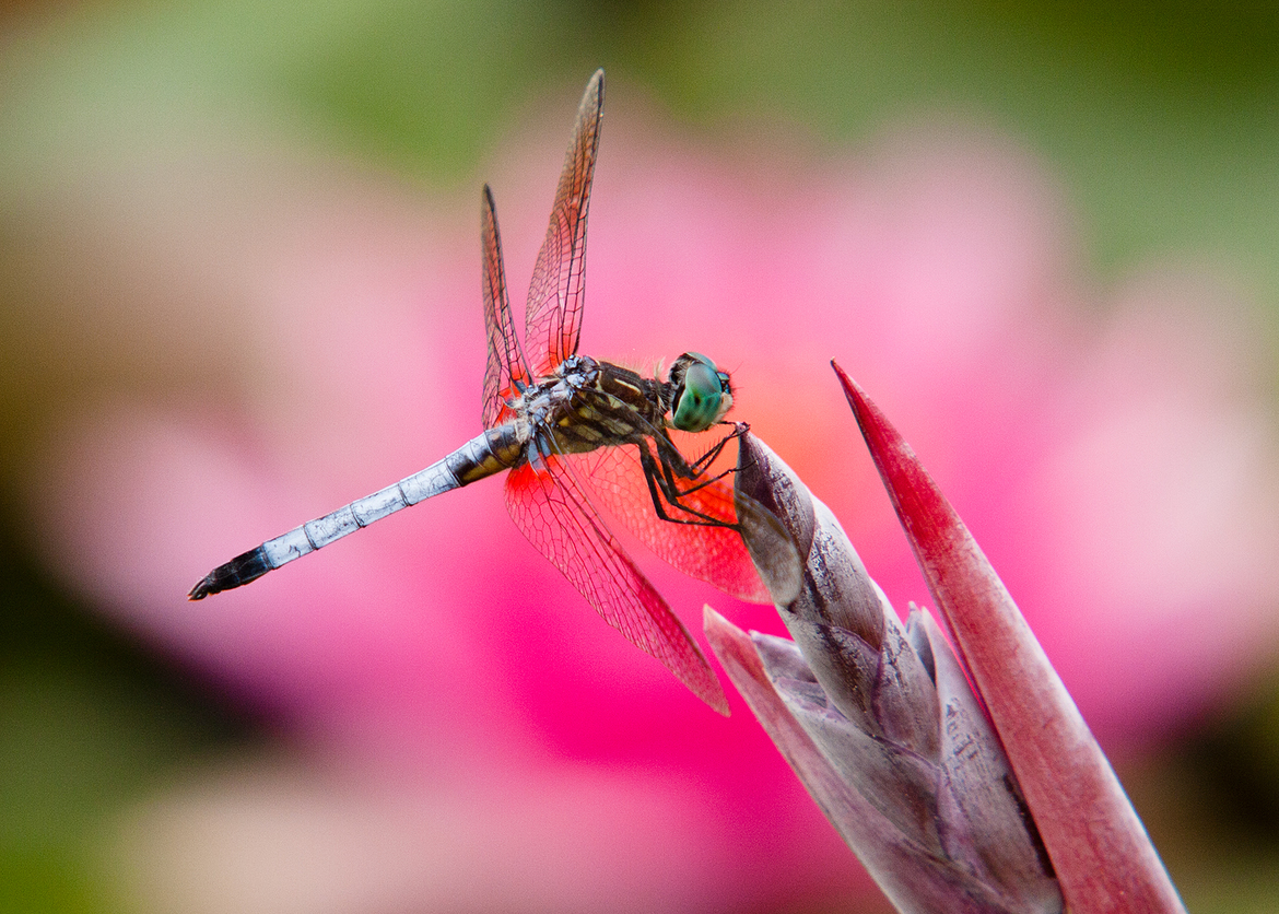 Blue Dasher, Backyard, United States