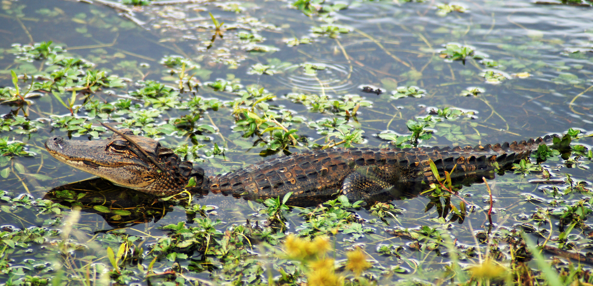American Alligator, Savannah Wildlife Refuge, United States