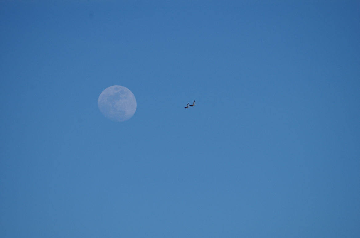 Sand Hill Cranes, Platte River, Nebraska, United States