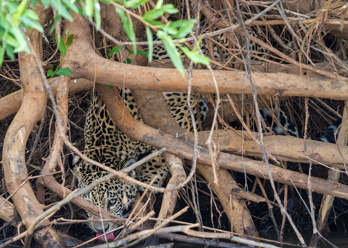 Jaguar, Pantanal, Brazil