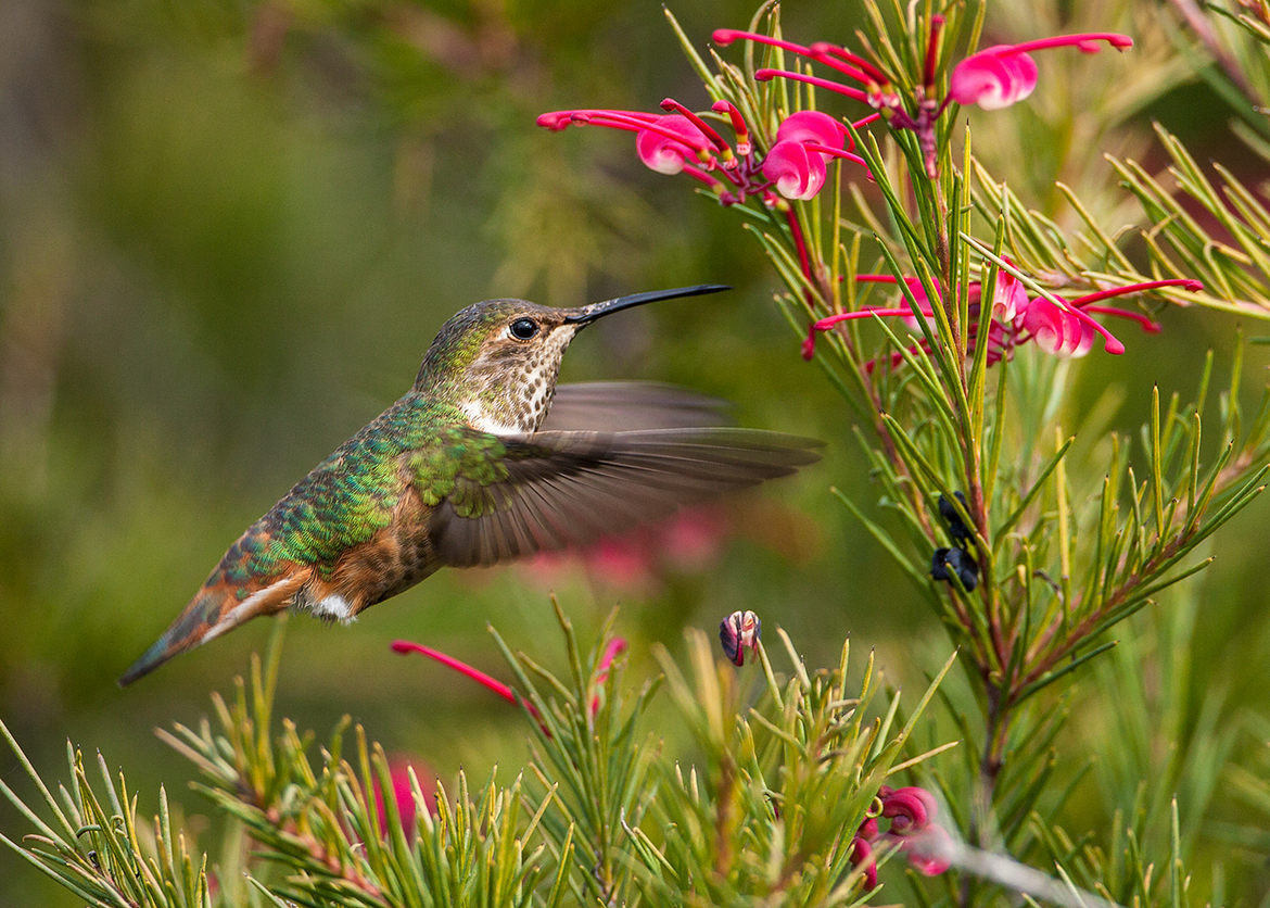 Rofous Hummingbird, San Elijo Lagoon, United States