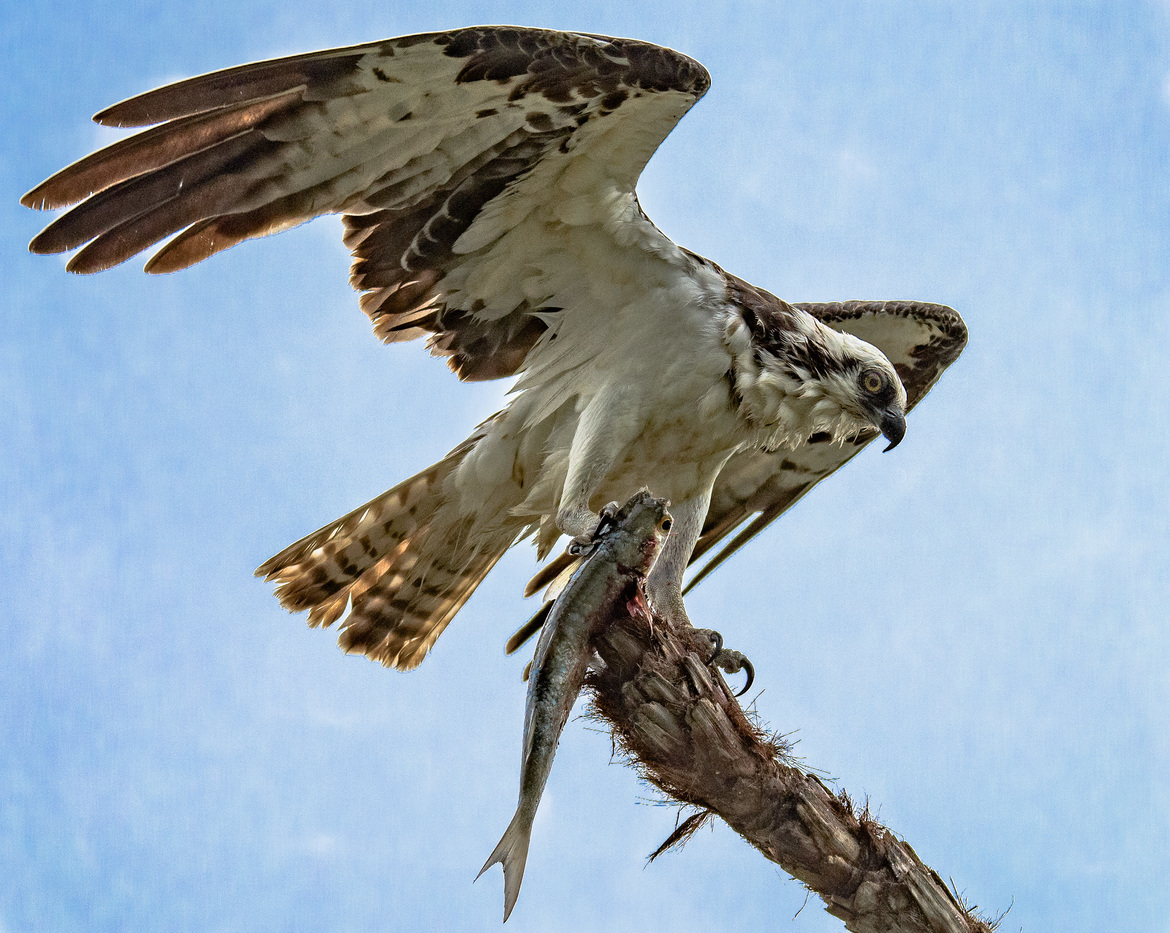 Osprey, Florida Everglades, USA
