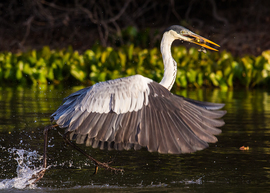 Grid candice cataldi cocoi heron brazil pantanal 