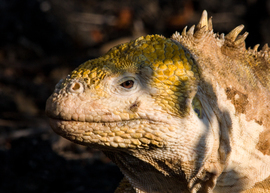 Grid candice cataldi land iguana galapagosislands