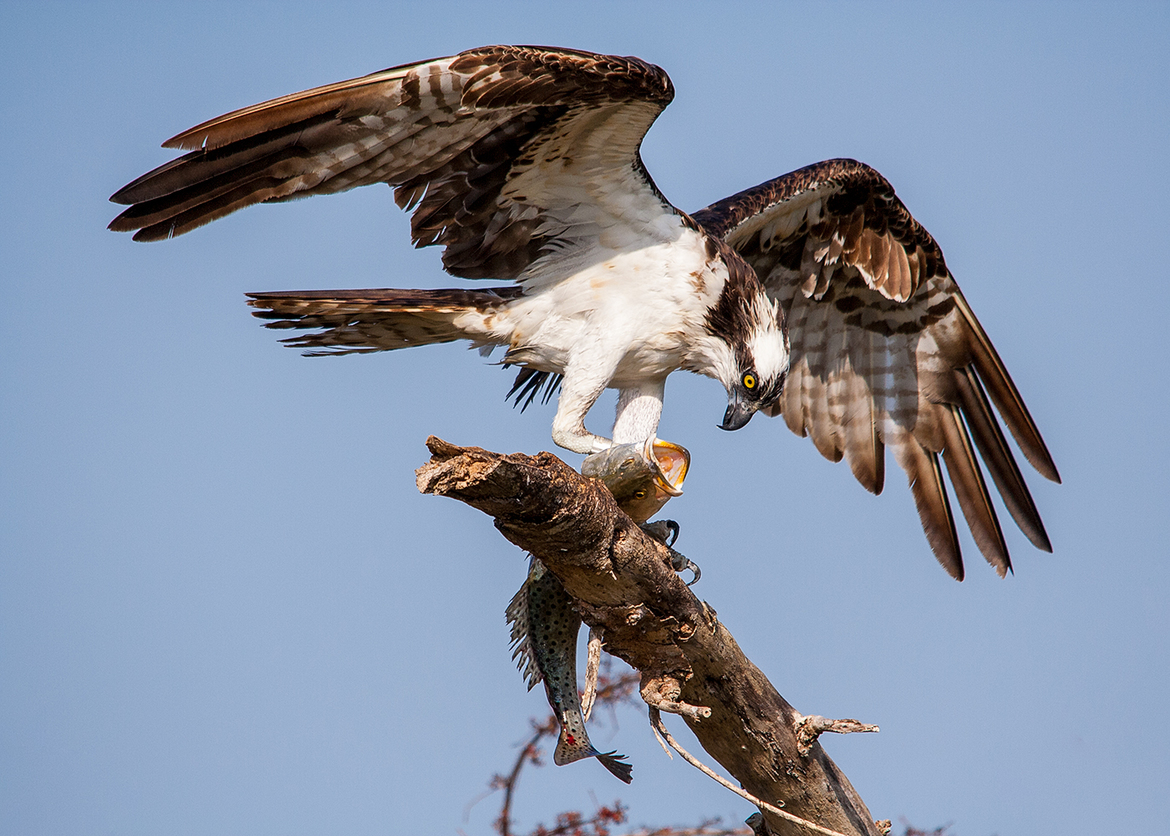 Osprey, Everglades National Park, United States