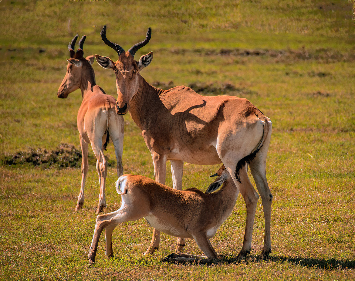Hartebeest, Masai Mara National Park, Kenya