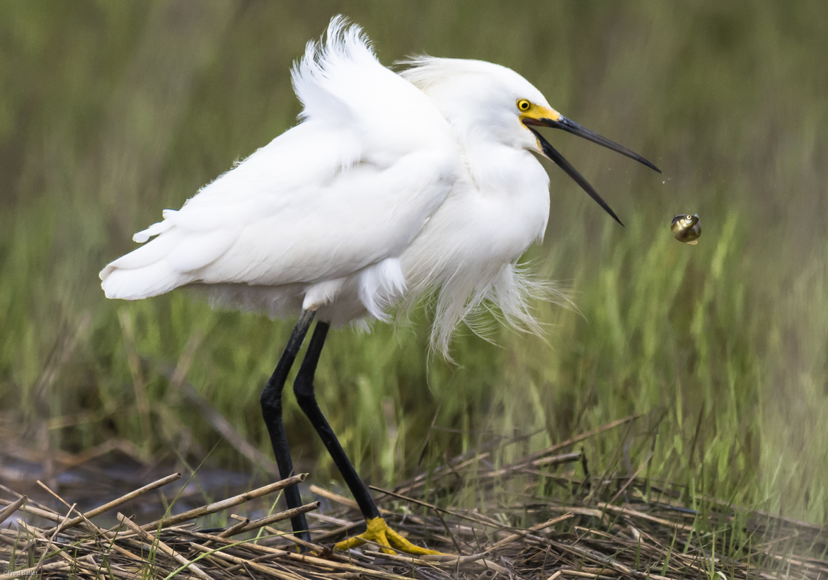 Snowy Egret and Minnow, Barnegat Bay wetlands, New Jersey, USA