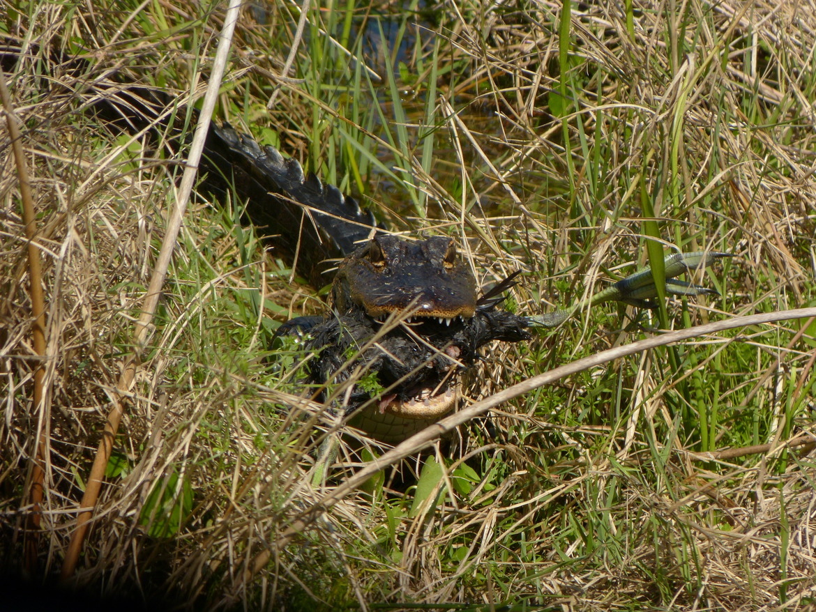 Alligator, Ritch Grissom Memorial Wetlands, Viera,Fla, USA/Florida