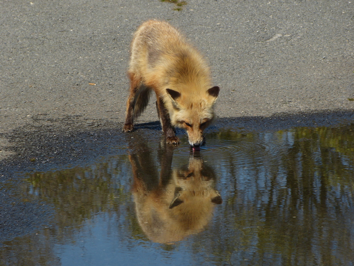 Fos, Island Beach State Park, NJ, USA