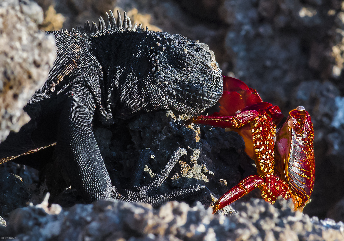 Marine Iguana and Sally Lightfoot Crab, Galapagos Islands, Genovese Island, Galapagos