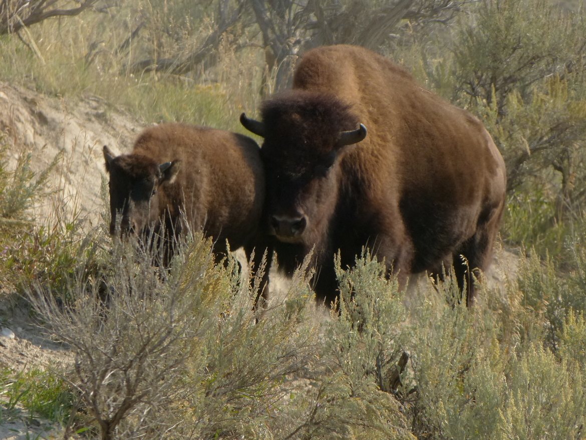Bison, Yellostone National Park, USA