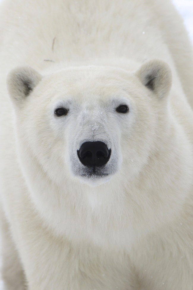 Polar Bear, Churchill , Canada