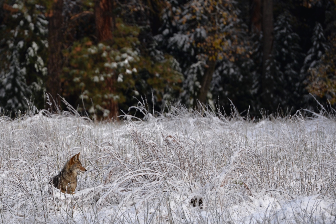 Cayote, Yosemite National Park, United States