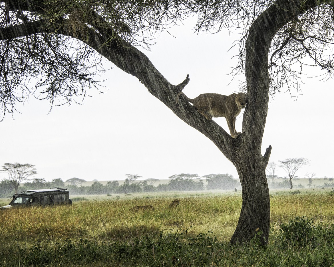 Lions, Serengeti, Tanzania
