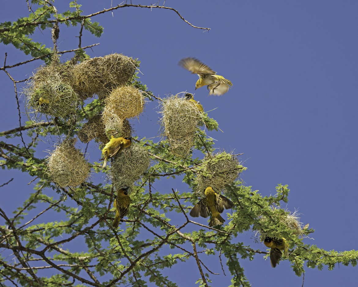 African Masked Weavers, Serengeti, Tanzania
