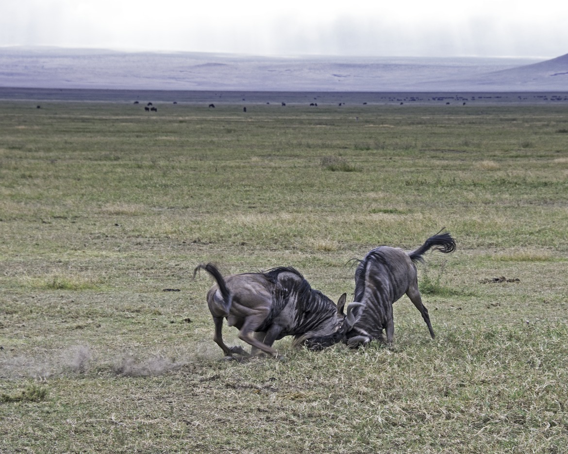 Wildebeest, Ngorongoro Crater, Tanzania
