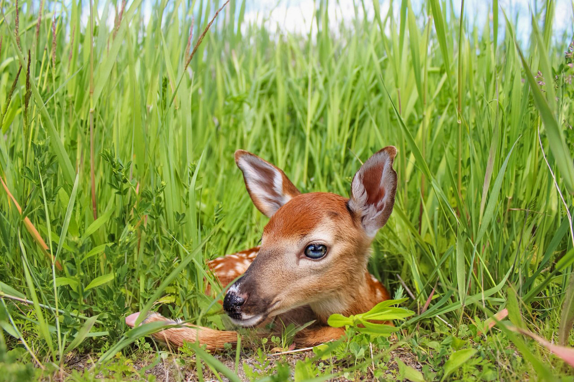 Whitetail Deer, Ontario, Canada